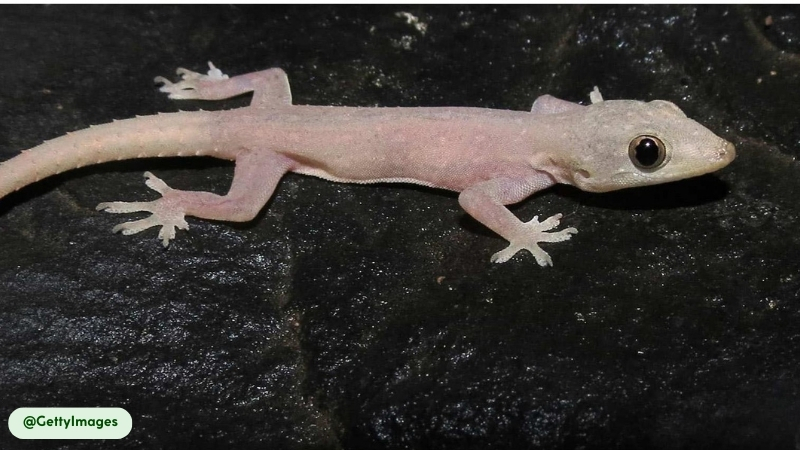 common house gecko are nocturnal reptiles