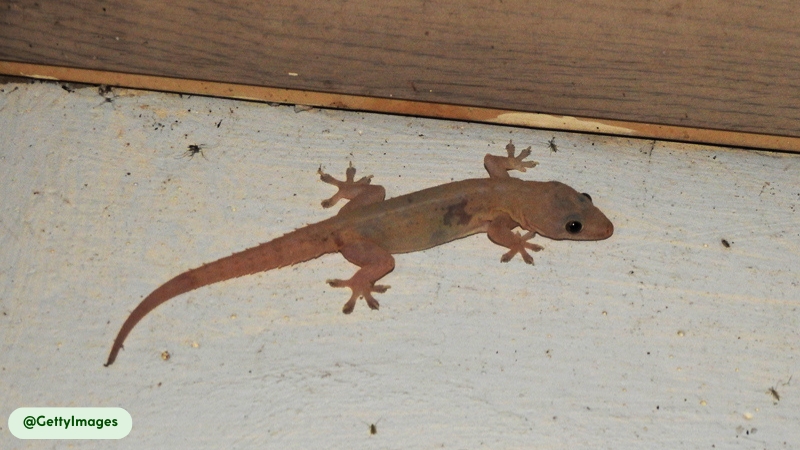Common House Gecko determine sex depending on temperature