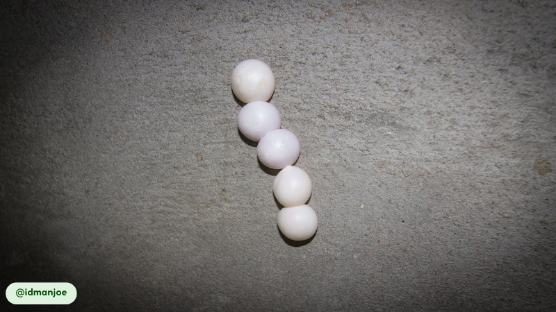 Common House Gecko eggs