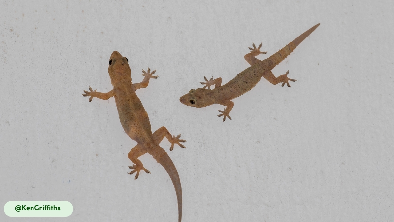 Common House Gecko exceptional vocalization