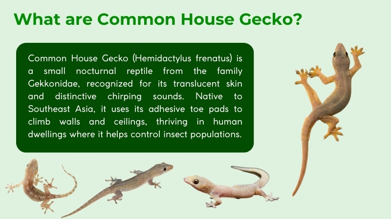 common house gecko hemidactylus frenatus