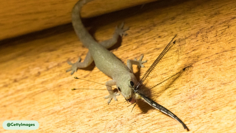 Common House Gecko insectivorous