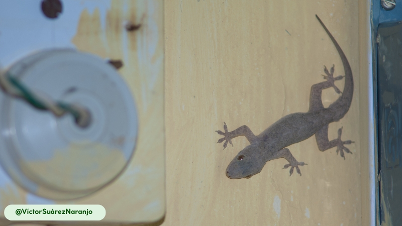 Common House Gecko exceptional vocalization