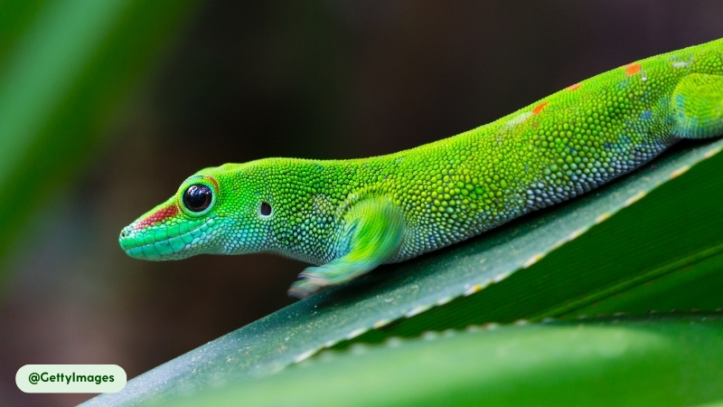 daily seasonal patterns giant day geckos