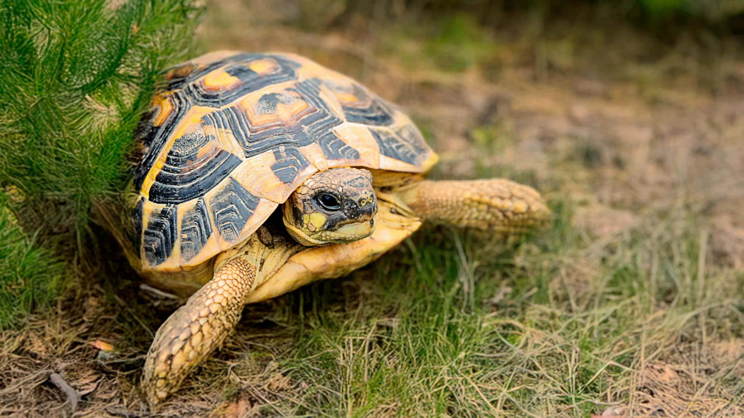 daily seasonal patterns hermann's tortoise