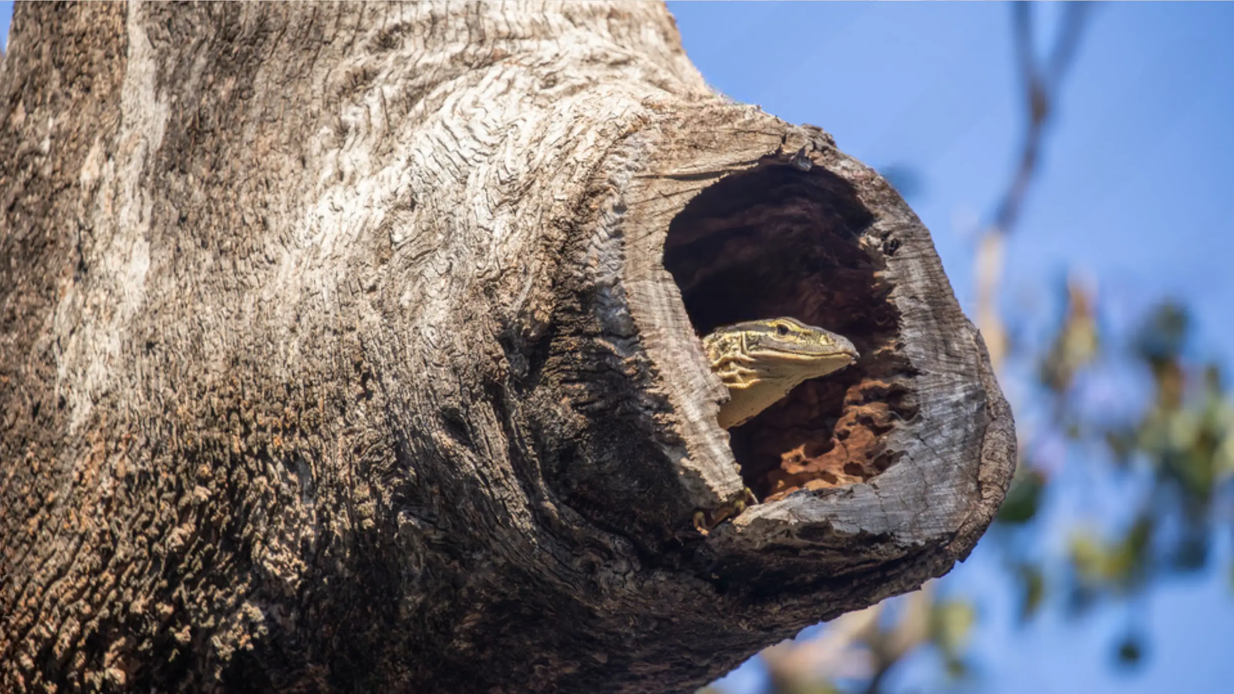 daily seasonal patterns of argus monitor