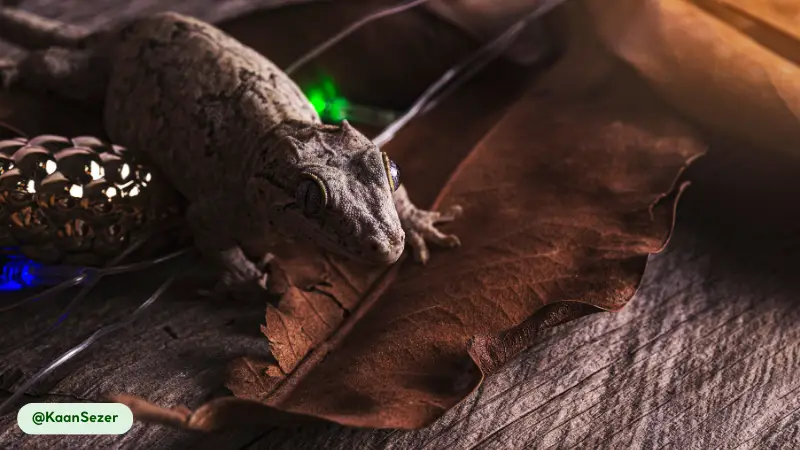daily seasonal patterns of gargoyle gecko