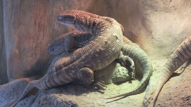 daily seasonal patterns of savannah monitor