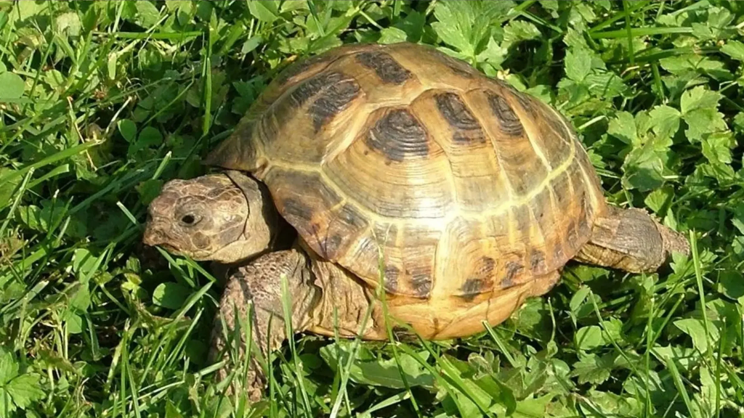 daily seasonal patterns russian tortoise
