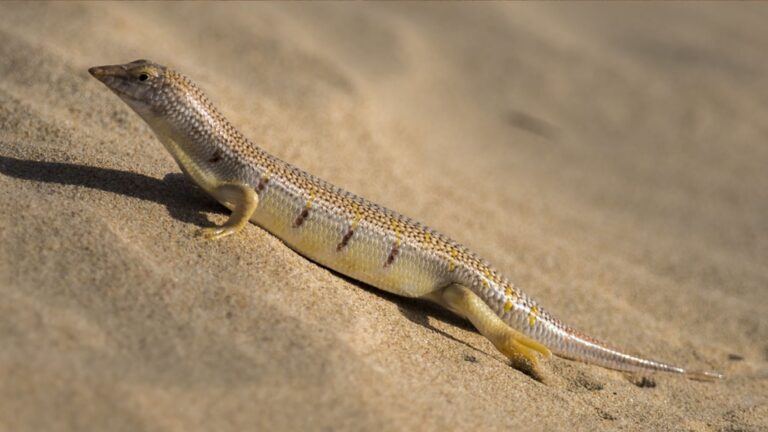 Sandfish Skink: Sand-Swimming, Habitat, Behavior, Diet & Pictures