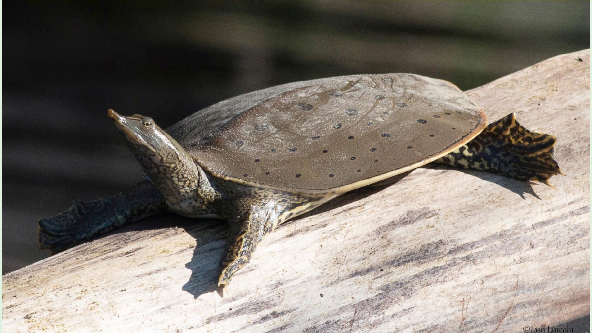 daily seasonal patterns softshell turtles
