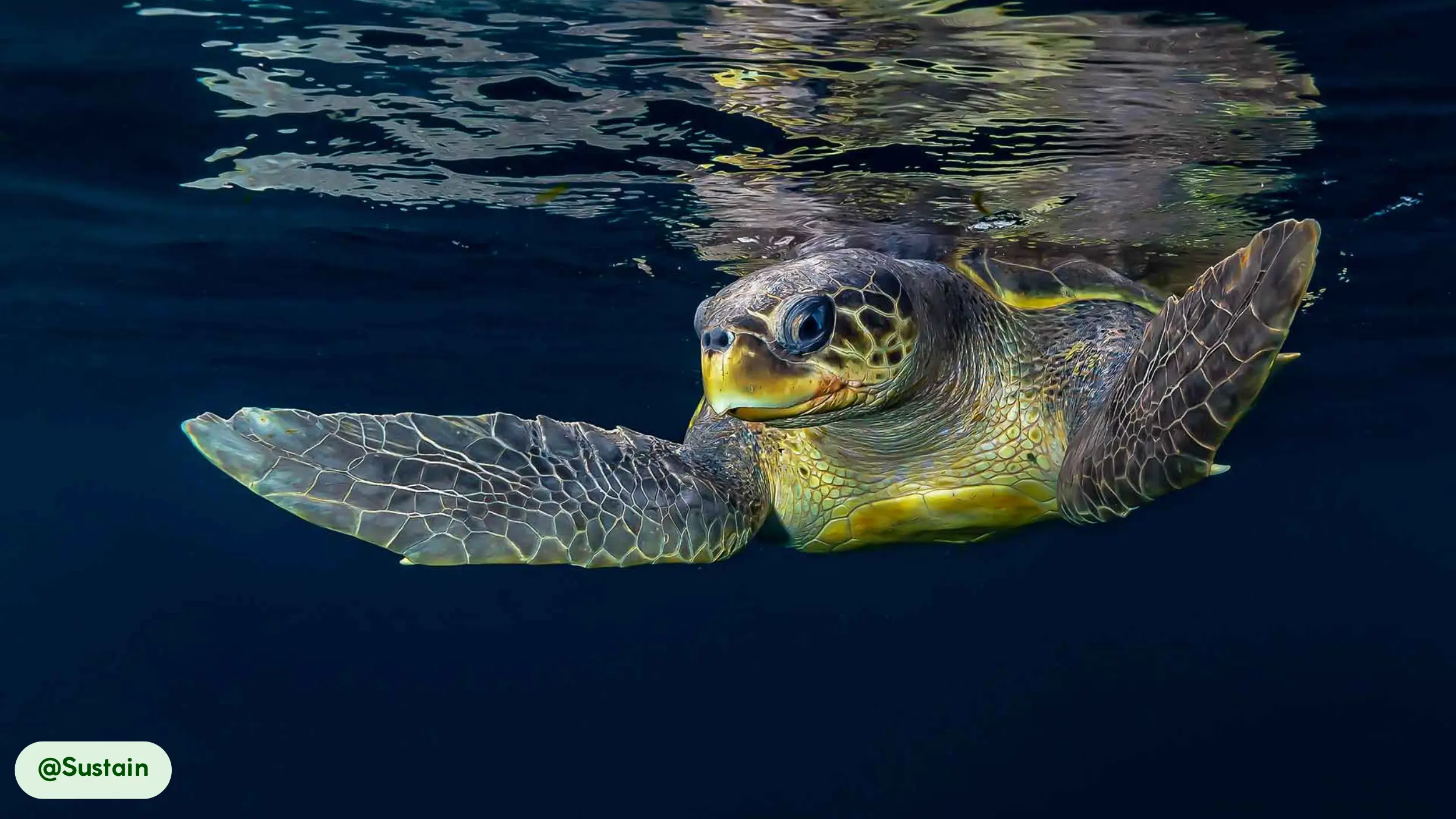 Olive Ridley Sea Turtles can dive deep 500 feet to hunt prey
