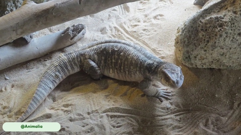 delayed fertilization capability of savannah monitor