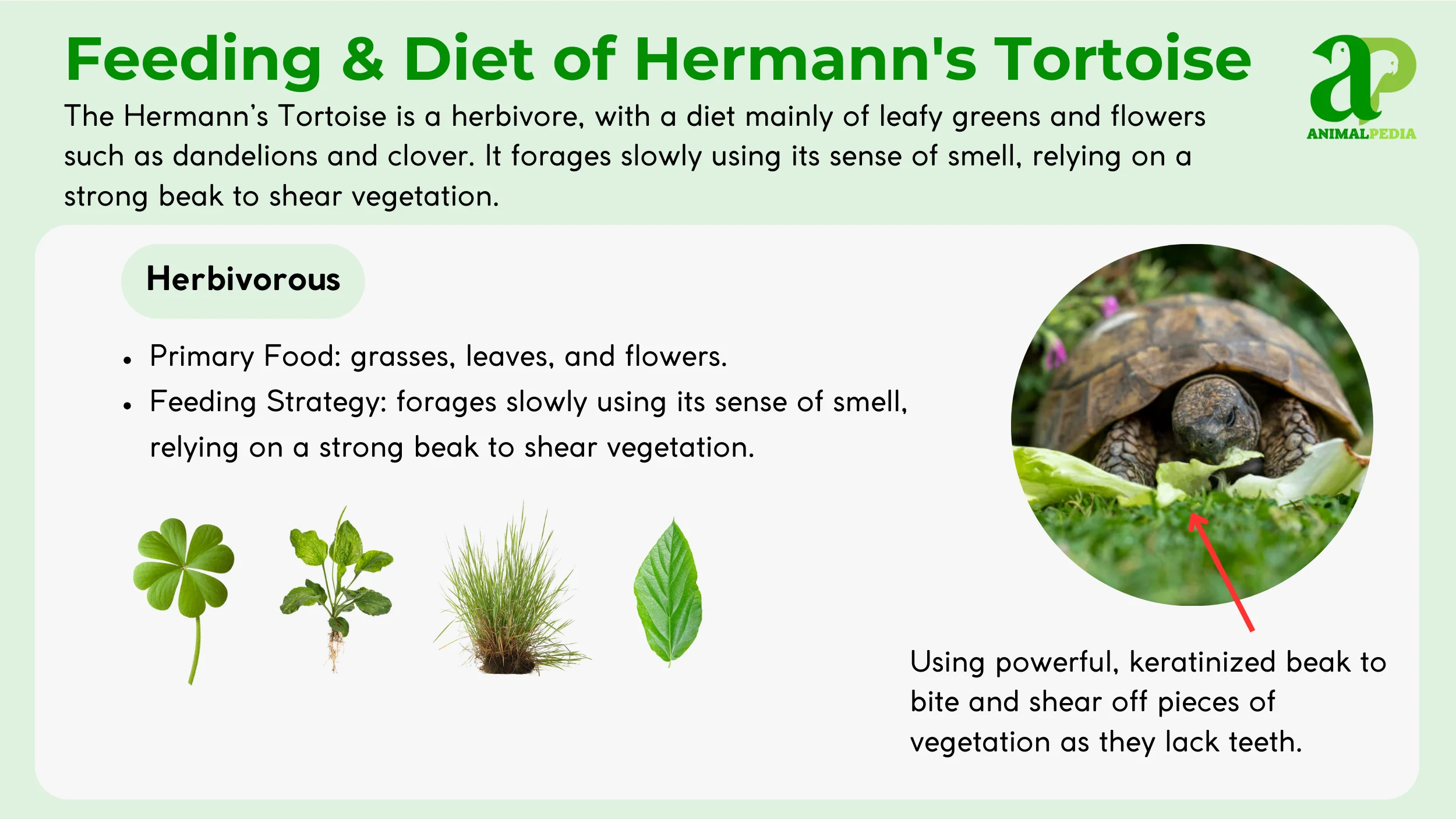 diet and feeding hermann's tortoise