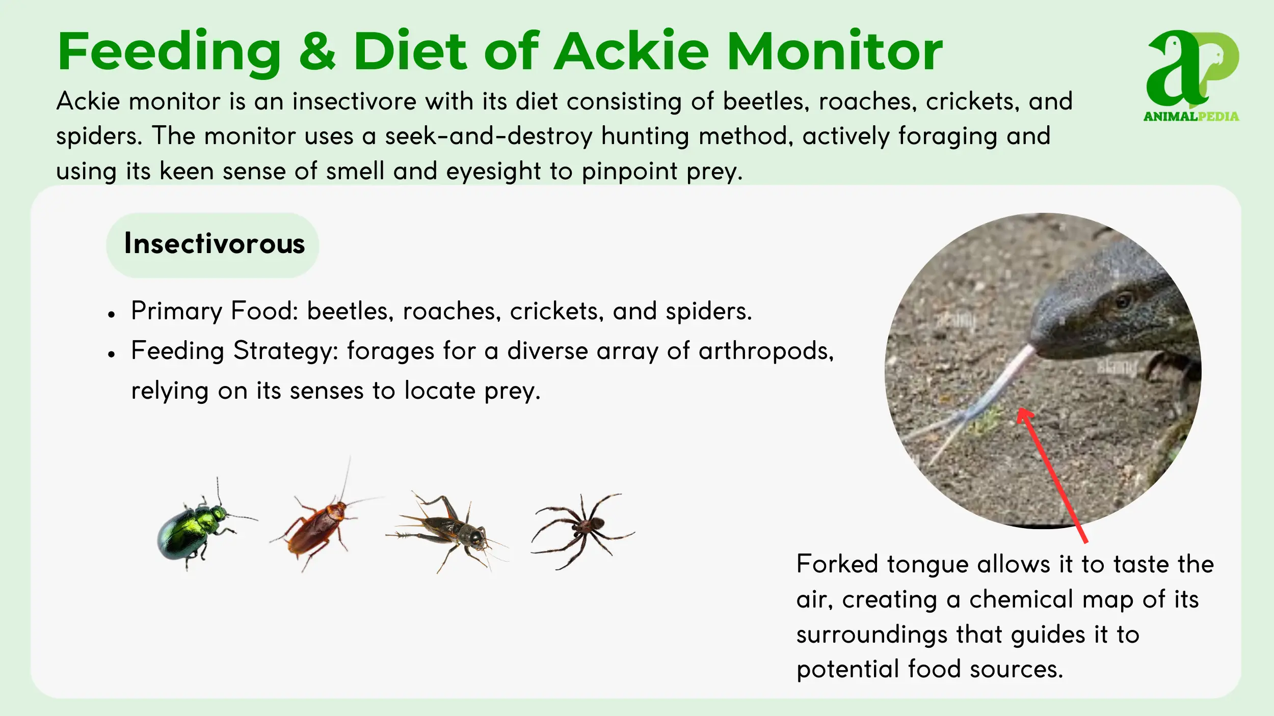 diet and feeding of ackie monitor