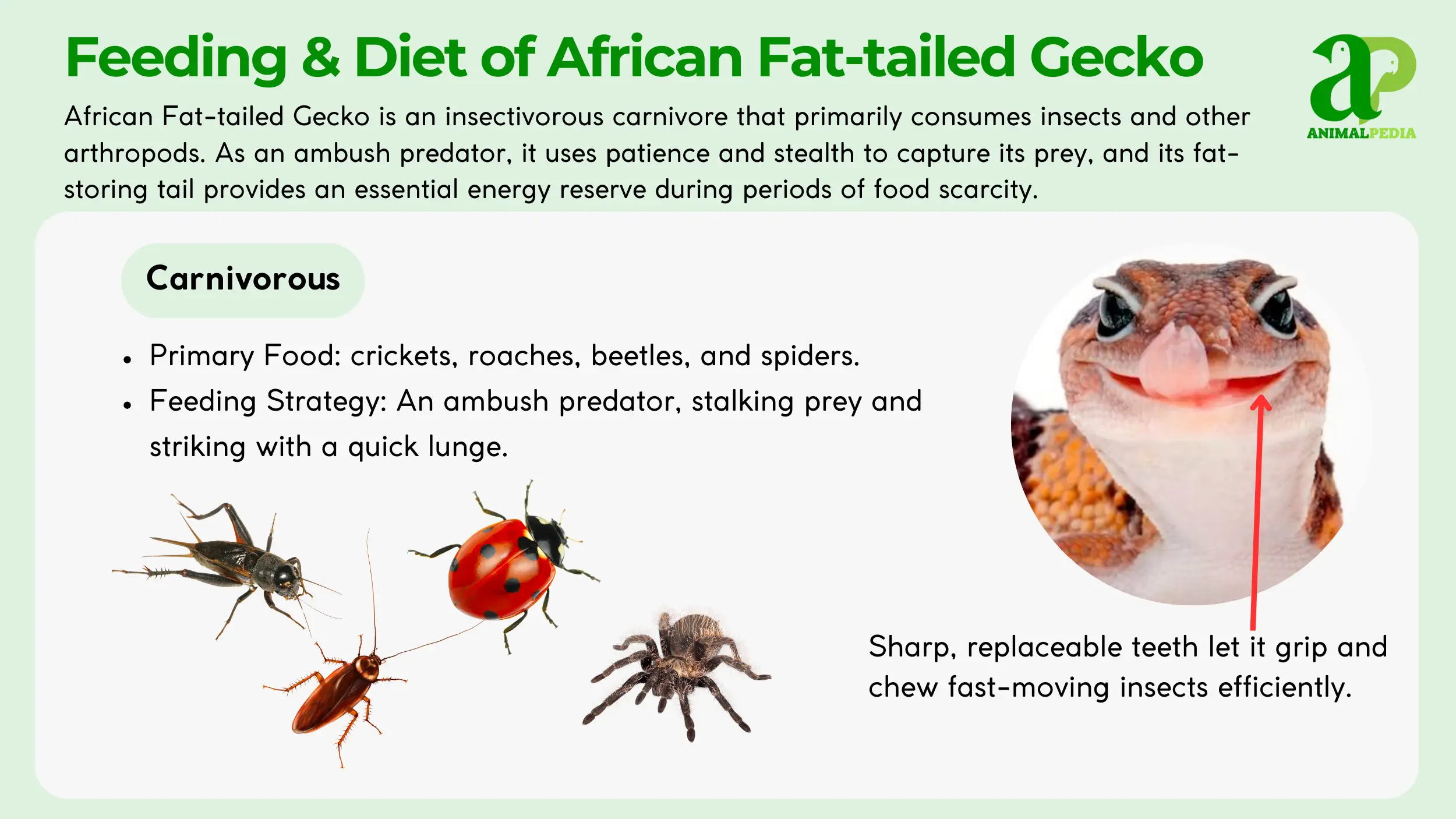 diet and feeding of african fat tailed gecko