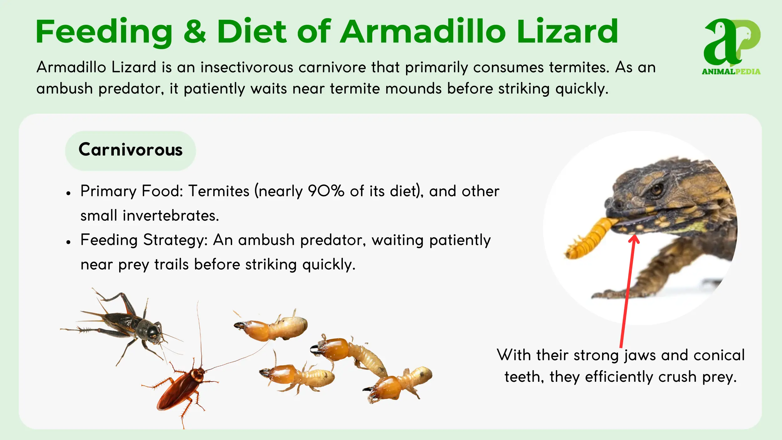 diet and feeding of armadillo lizard