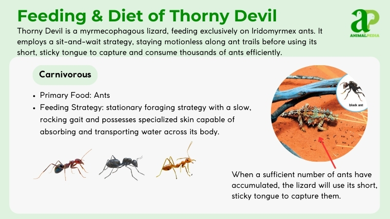 diet and feeding of thorny devil