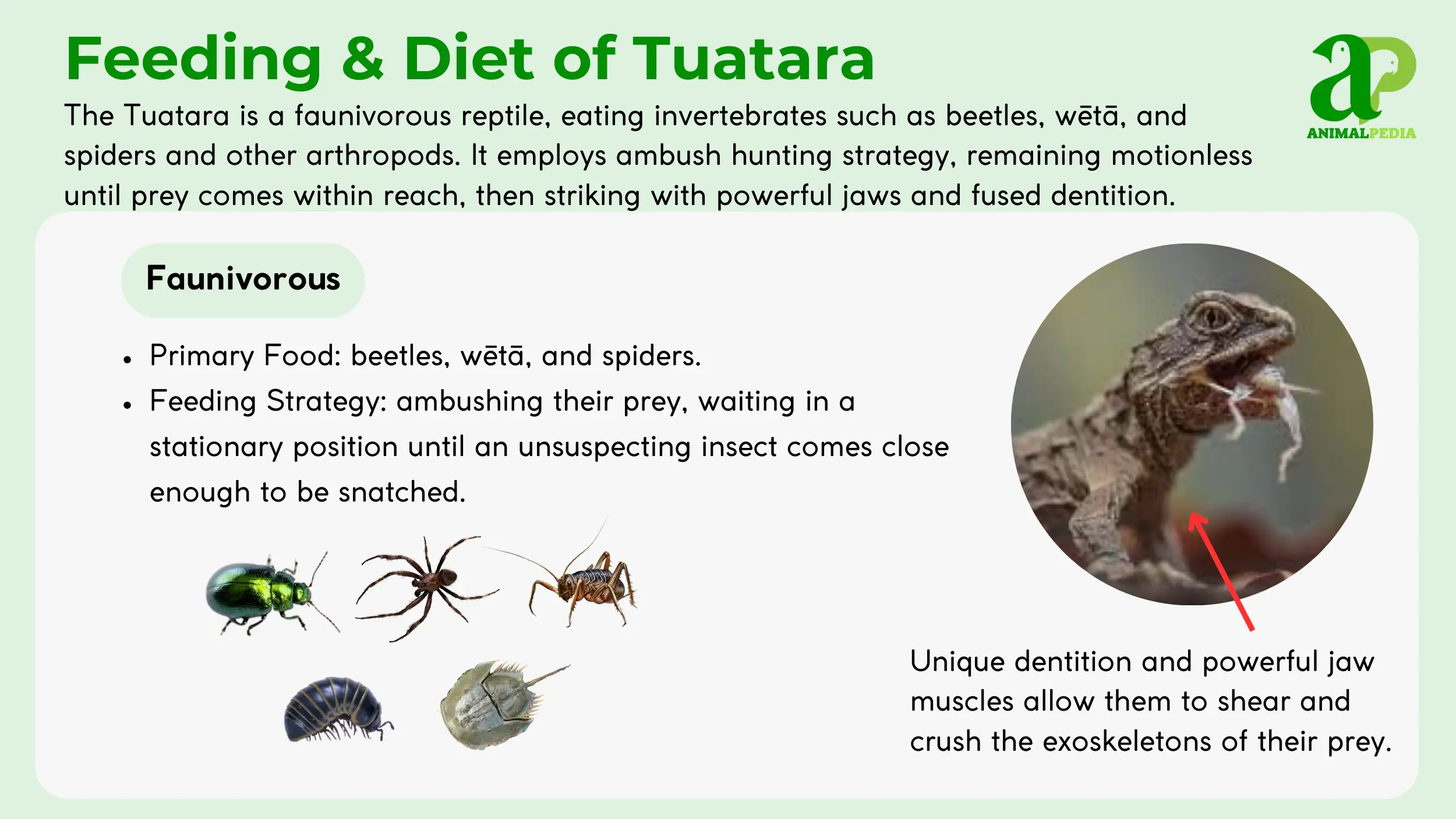 diet and feeding of tuatara