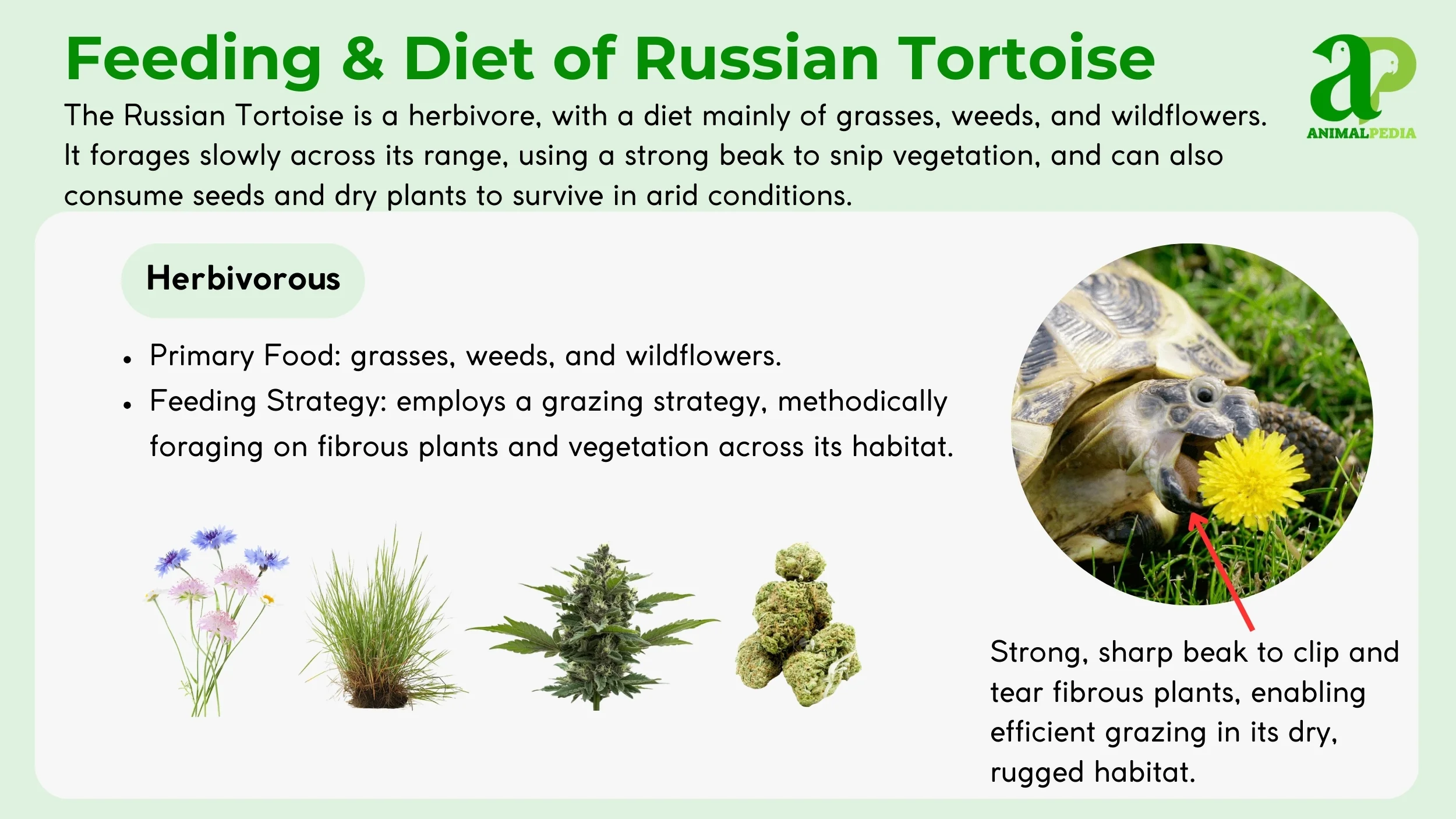 diet and feeding russian tortoise