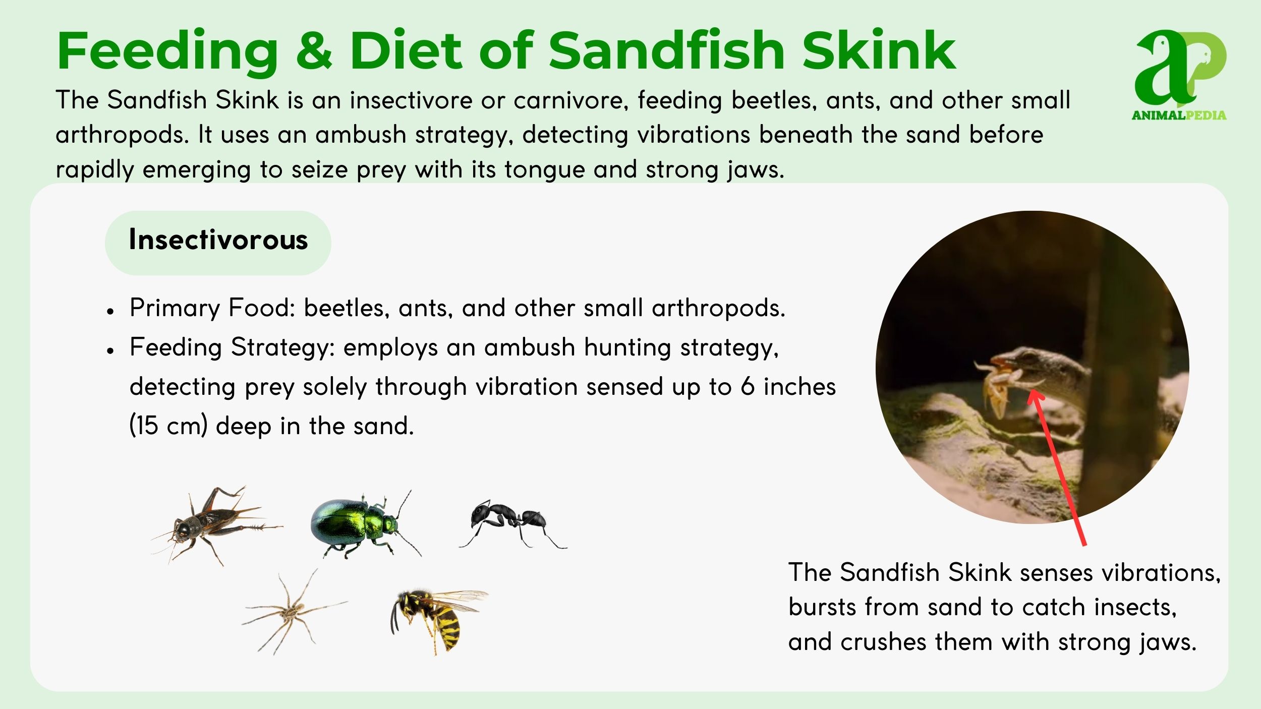 diet and feeding sandfish skink