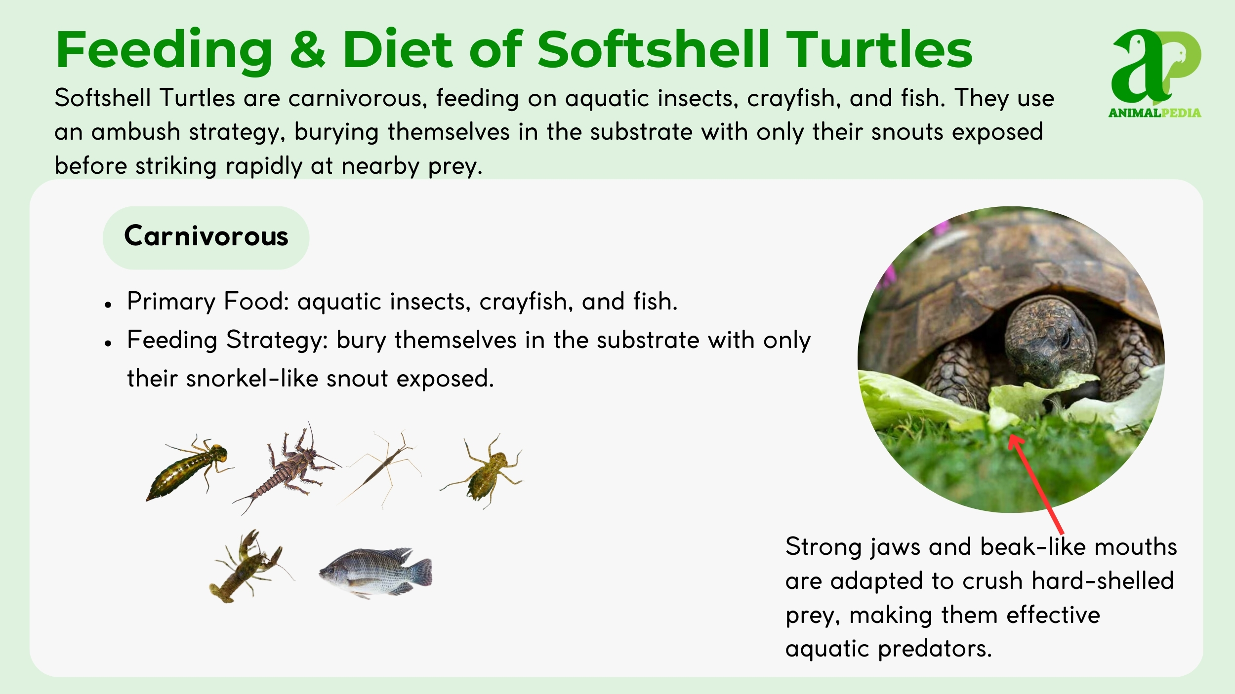 diet and feeding softshell turtles