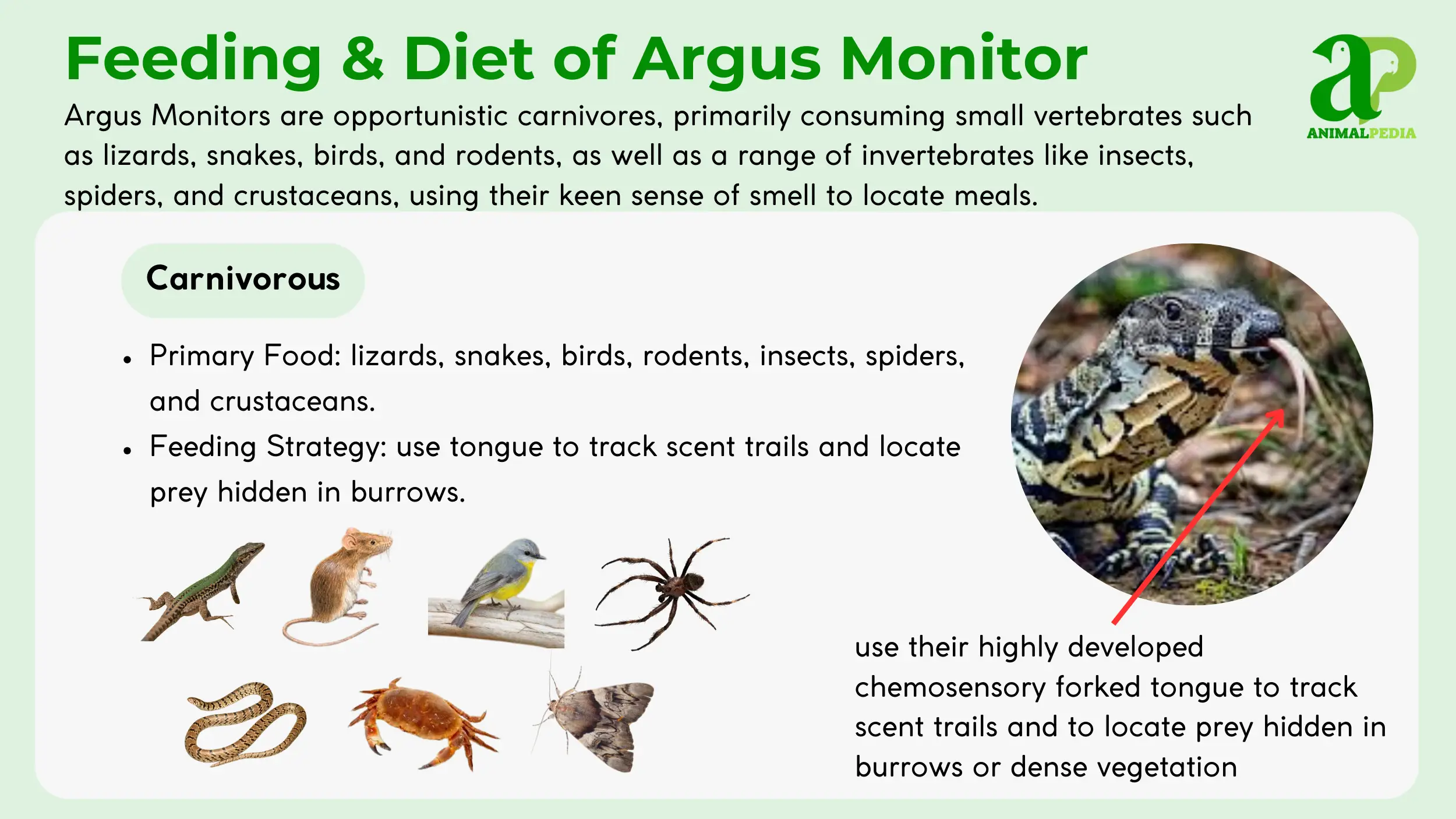 feeding and diet of argus monitor