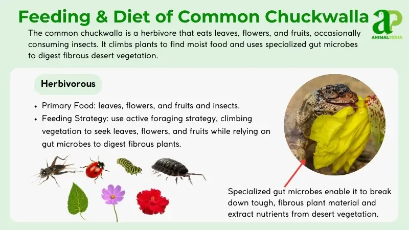 feeding and diet of common chuckwalla