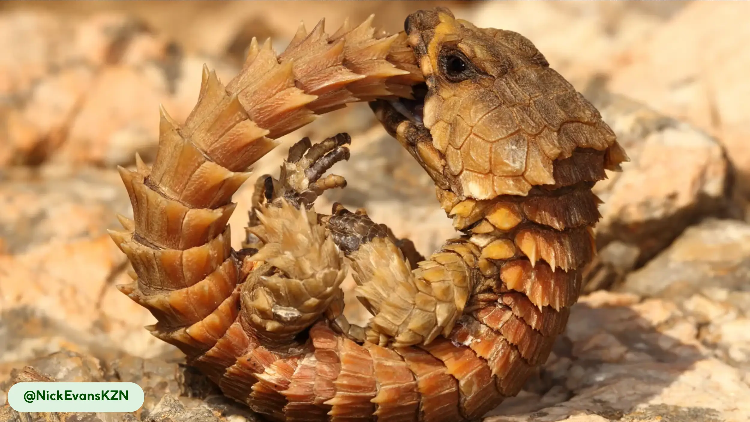 Females' slow reproduction threatens wild lizard populations