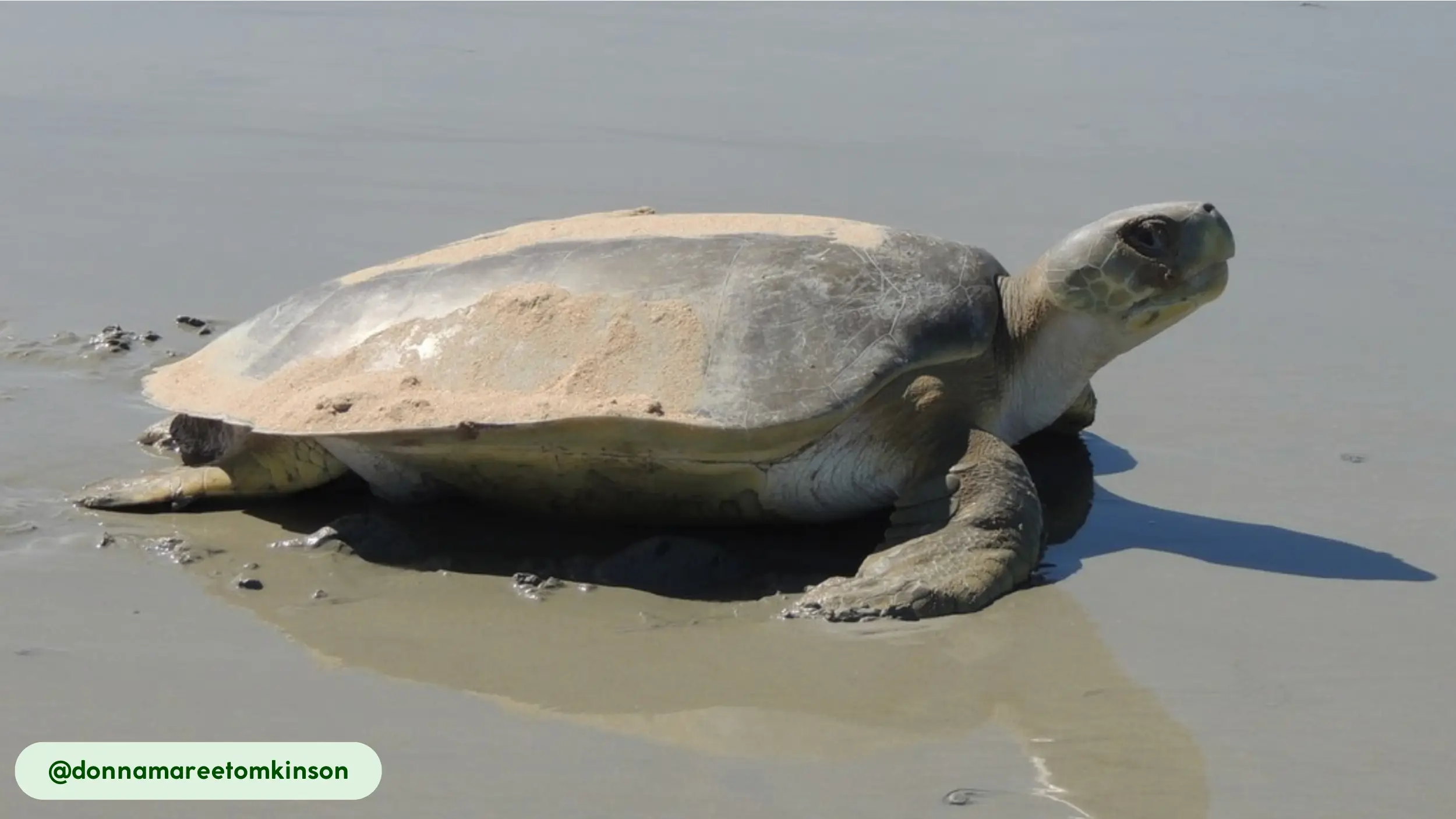 Flatback Sea Turtle a unique genus