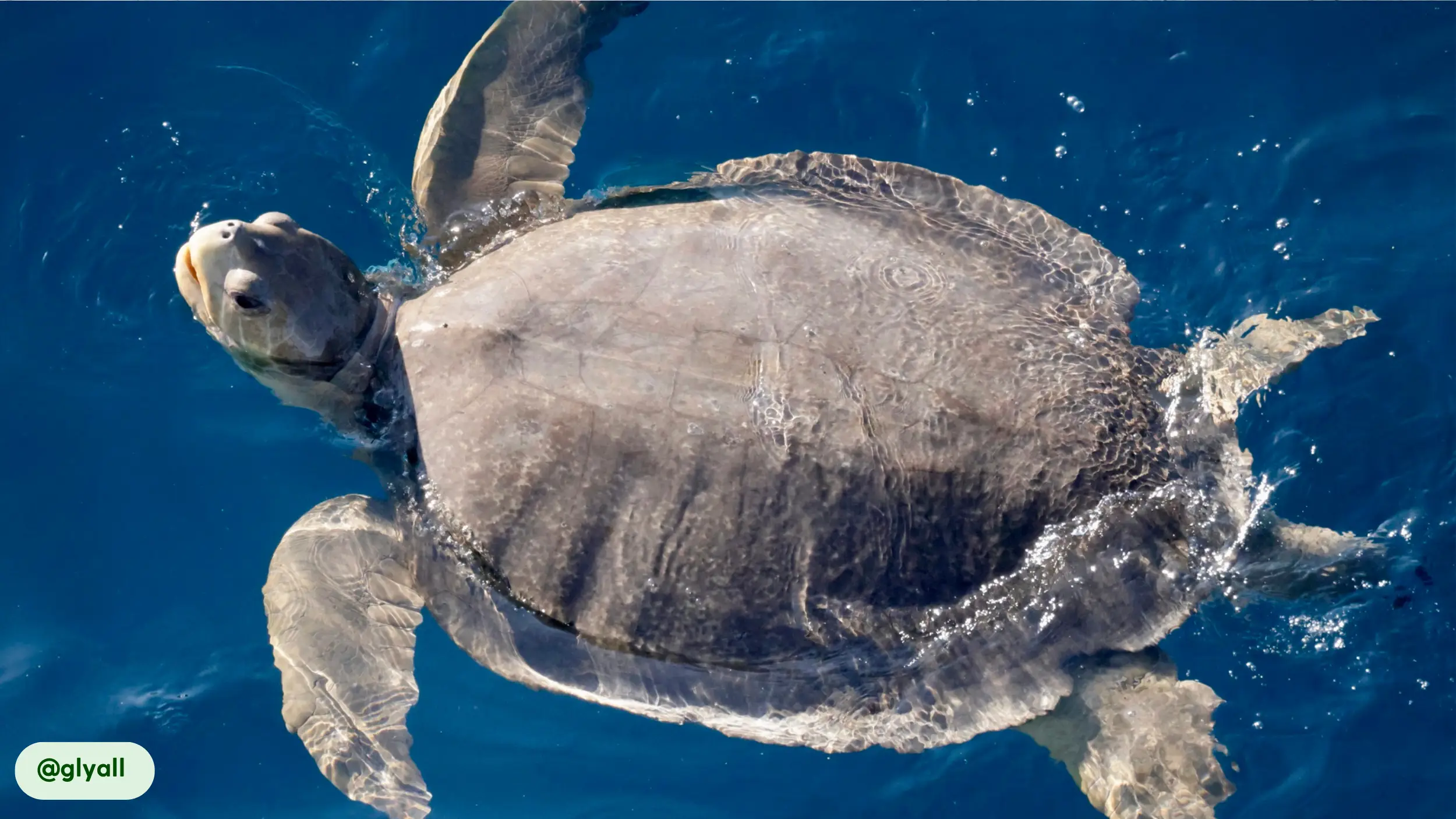 flatback sea turtle active day and night