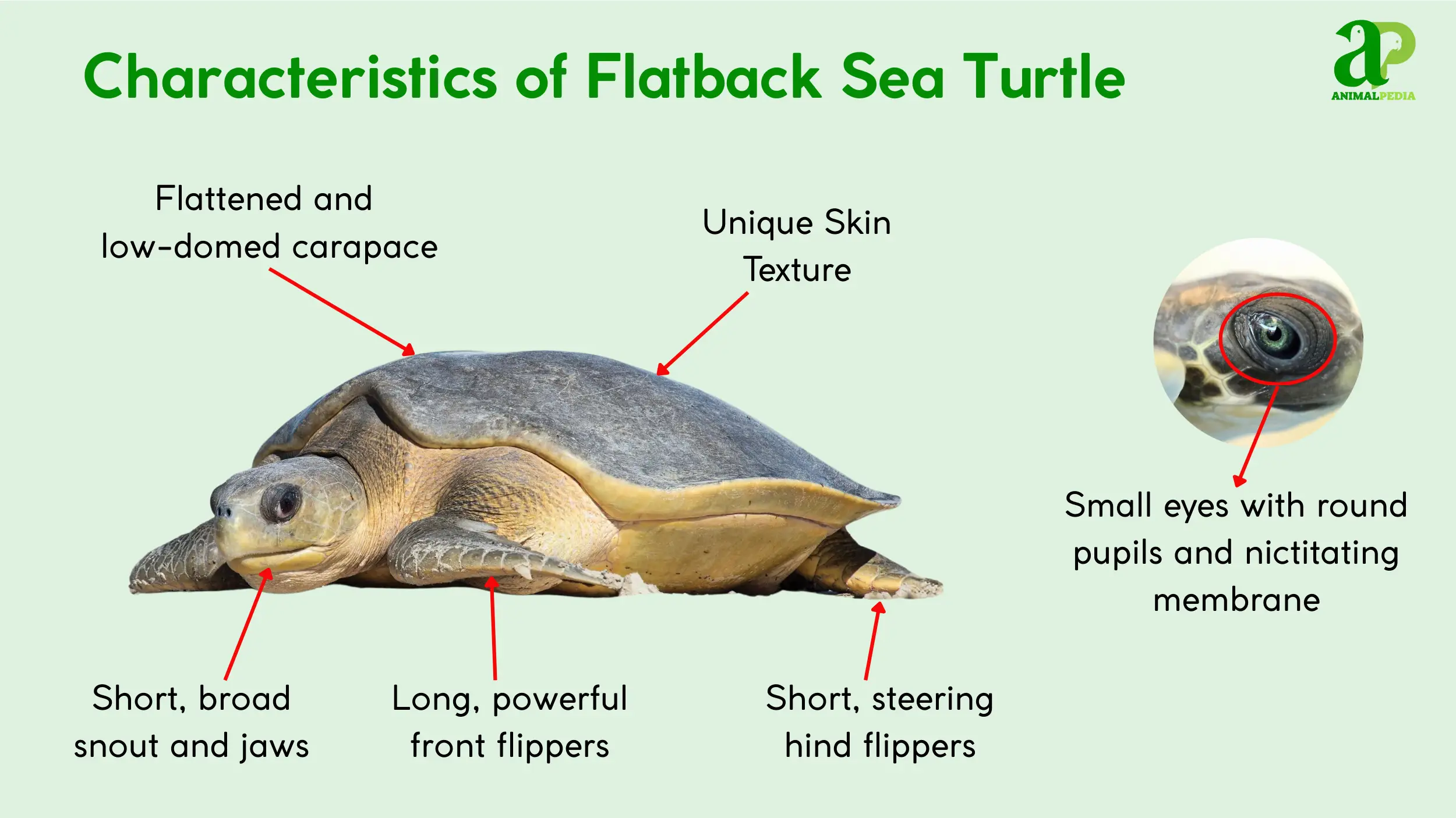 flatback sea turtle characteristics