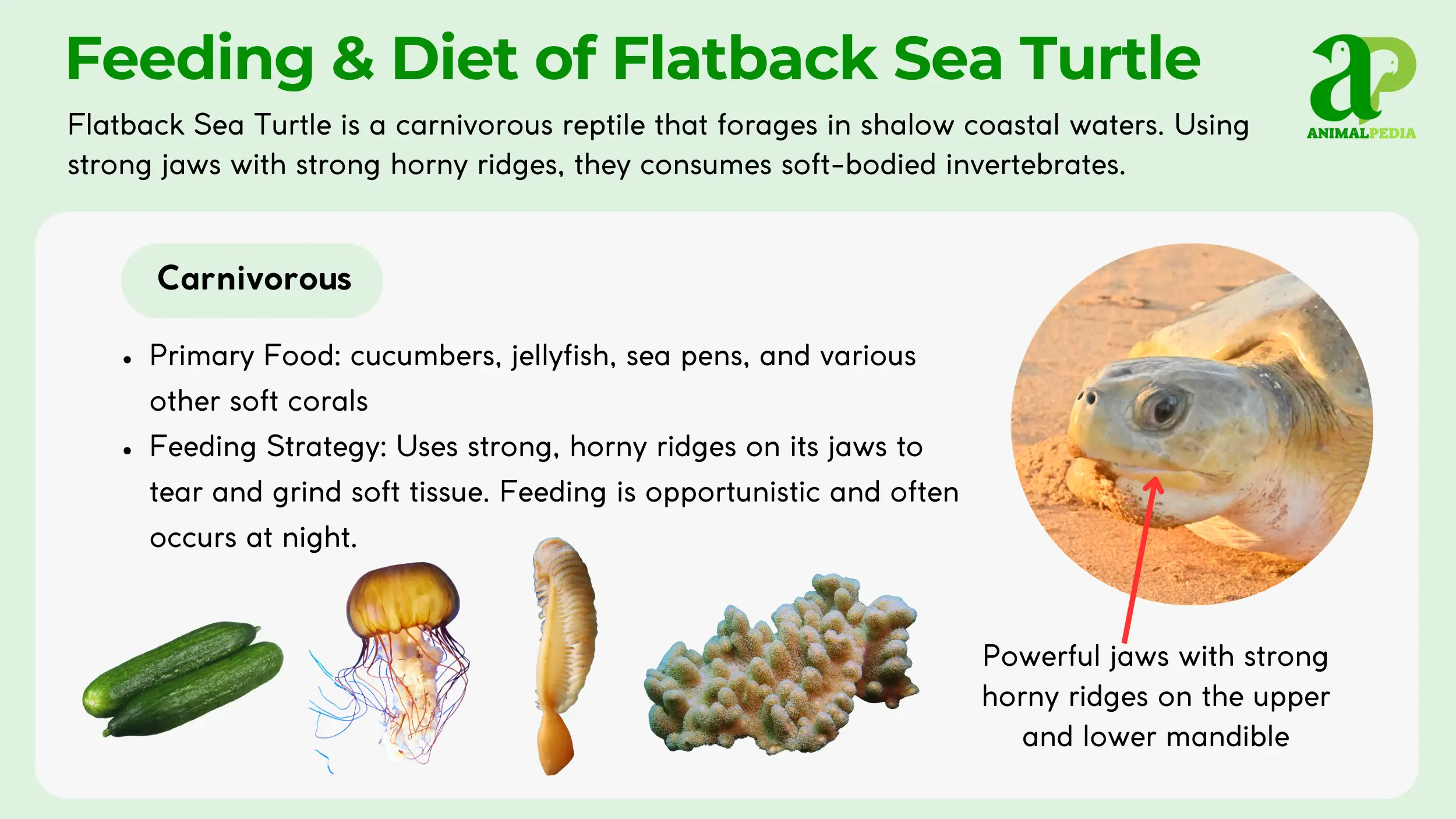flatback sea turtle feeding