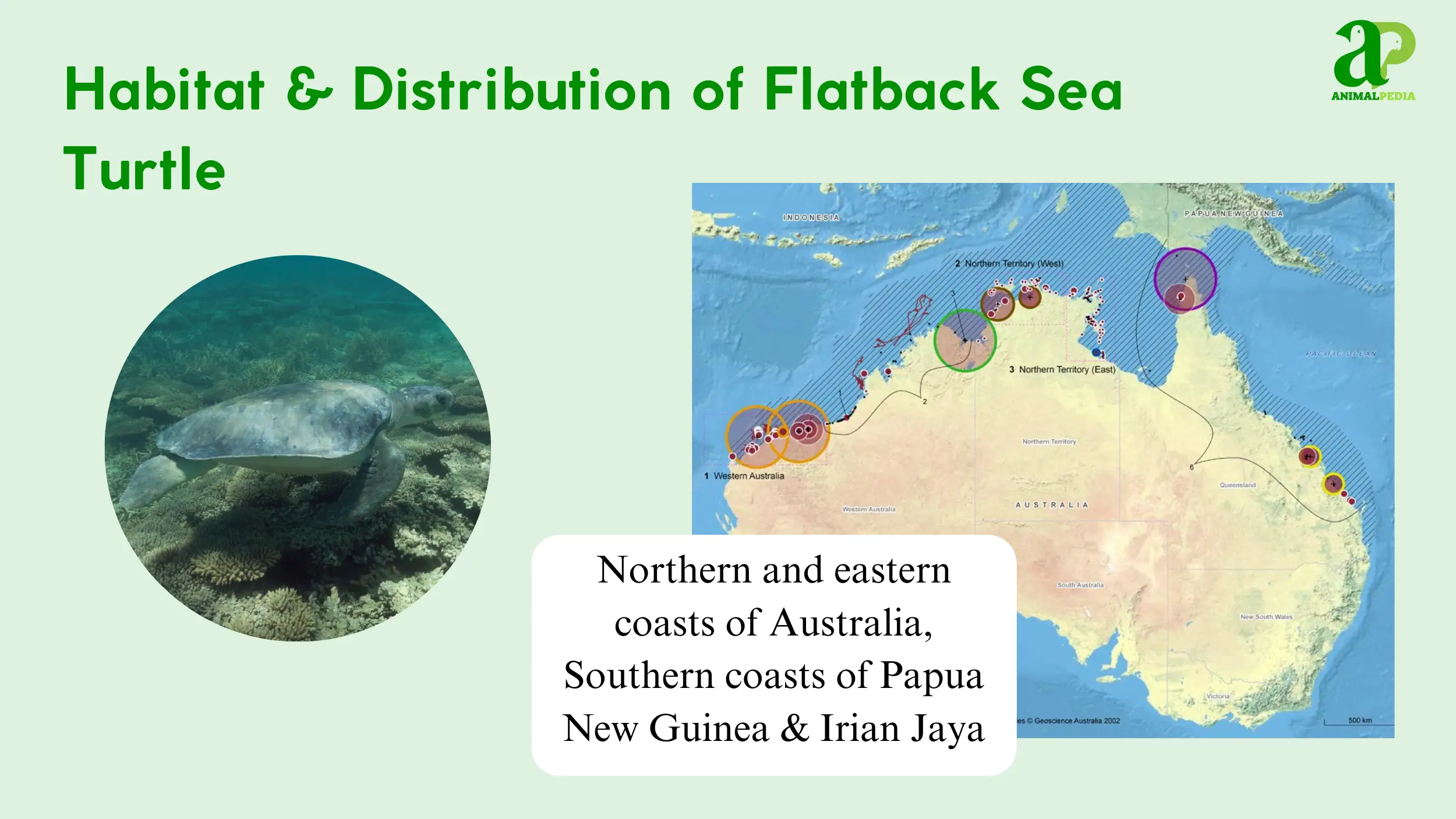 flatback sea turtle habitat distribution