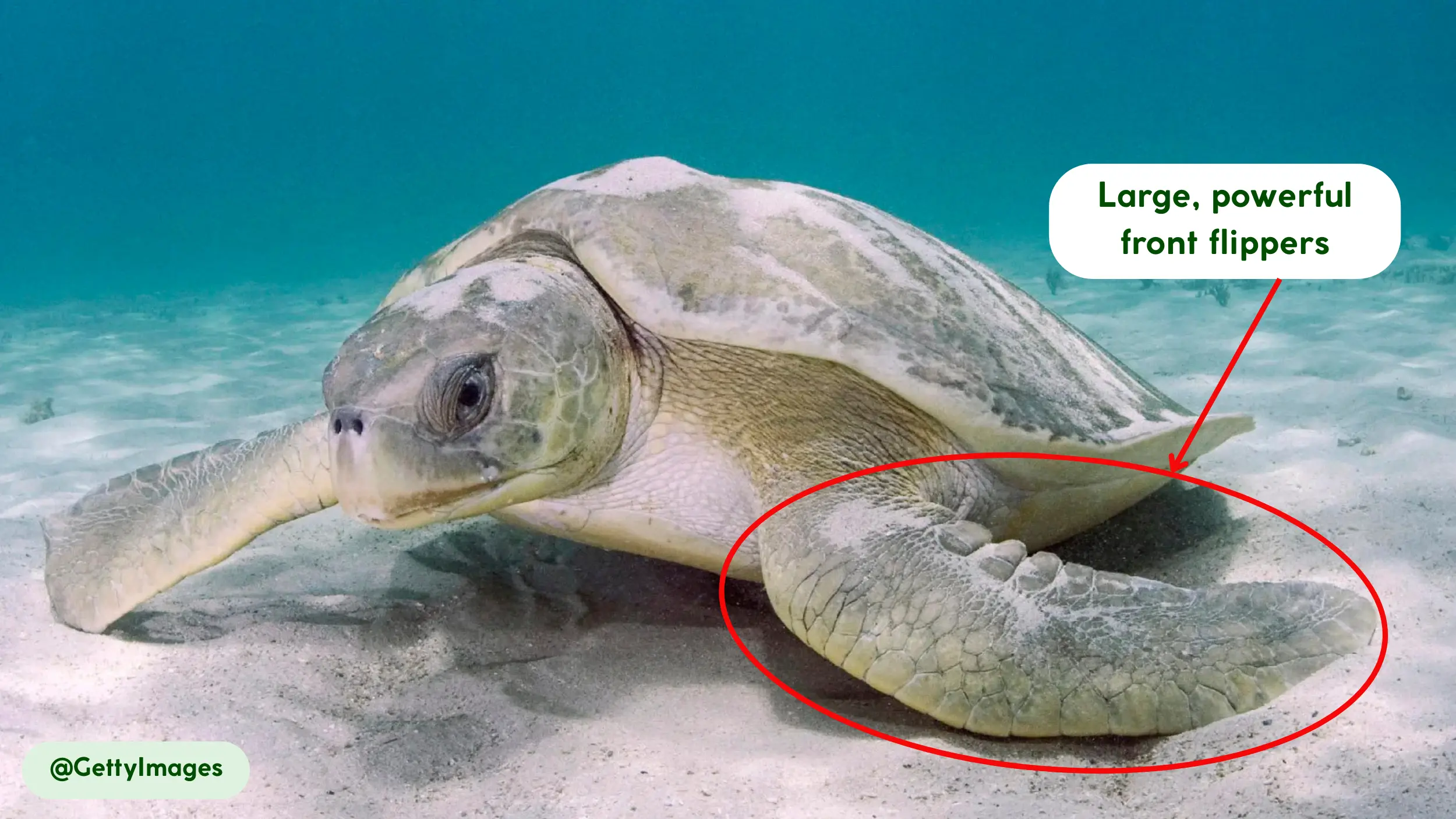 flatback sea turtle powerful flippers