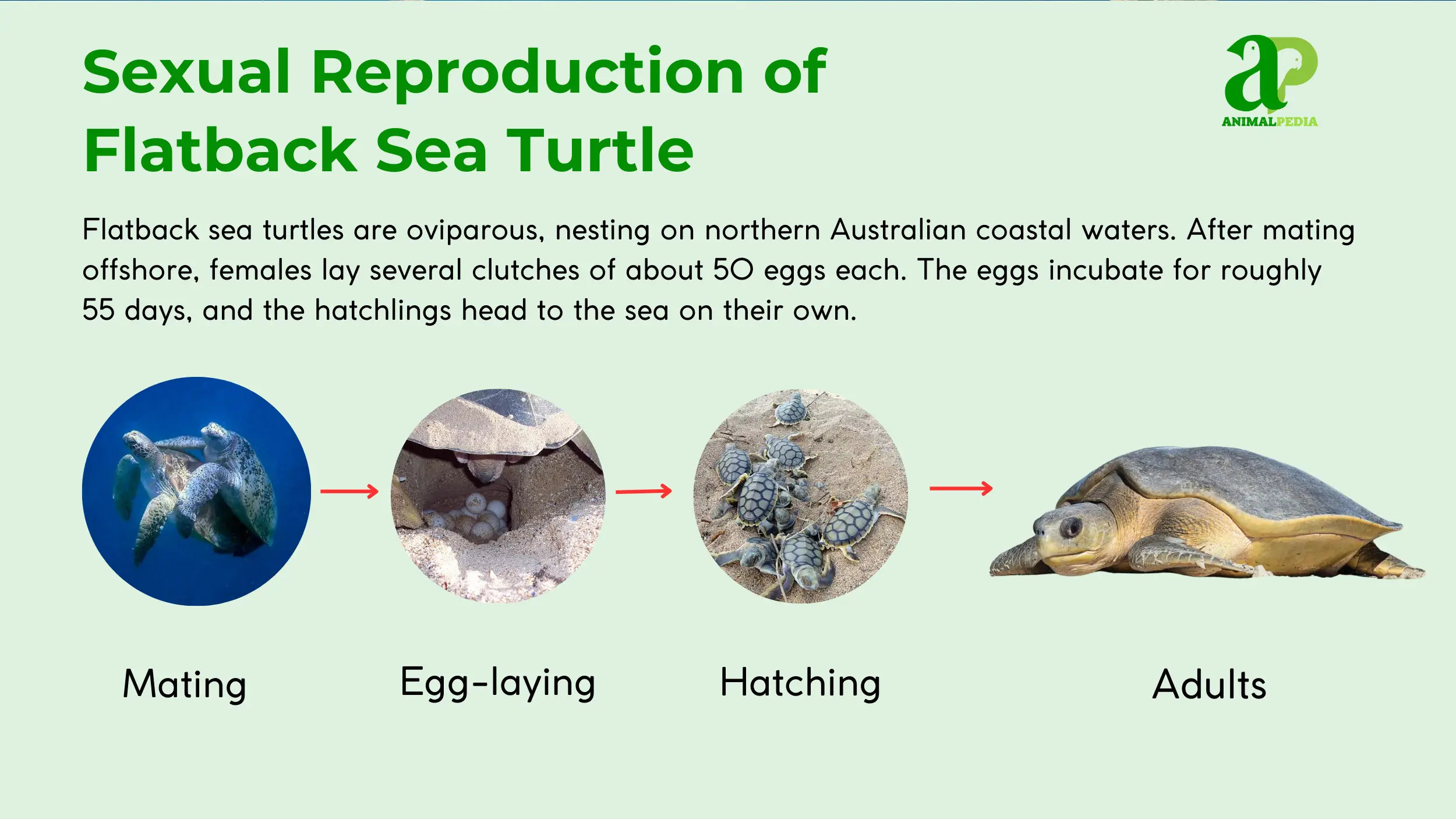 flatback sea turtle reproduction