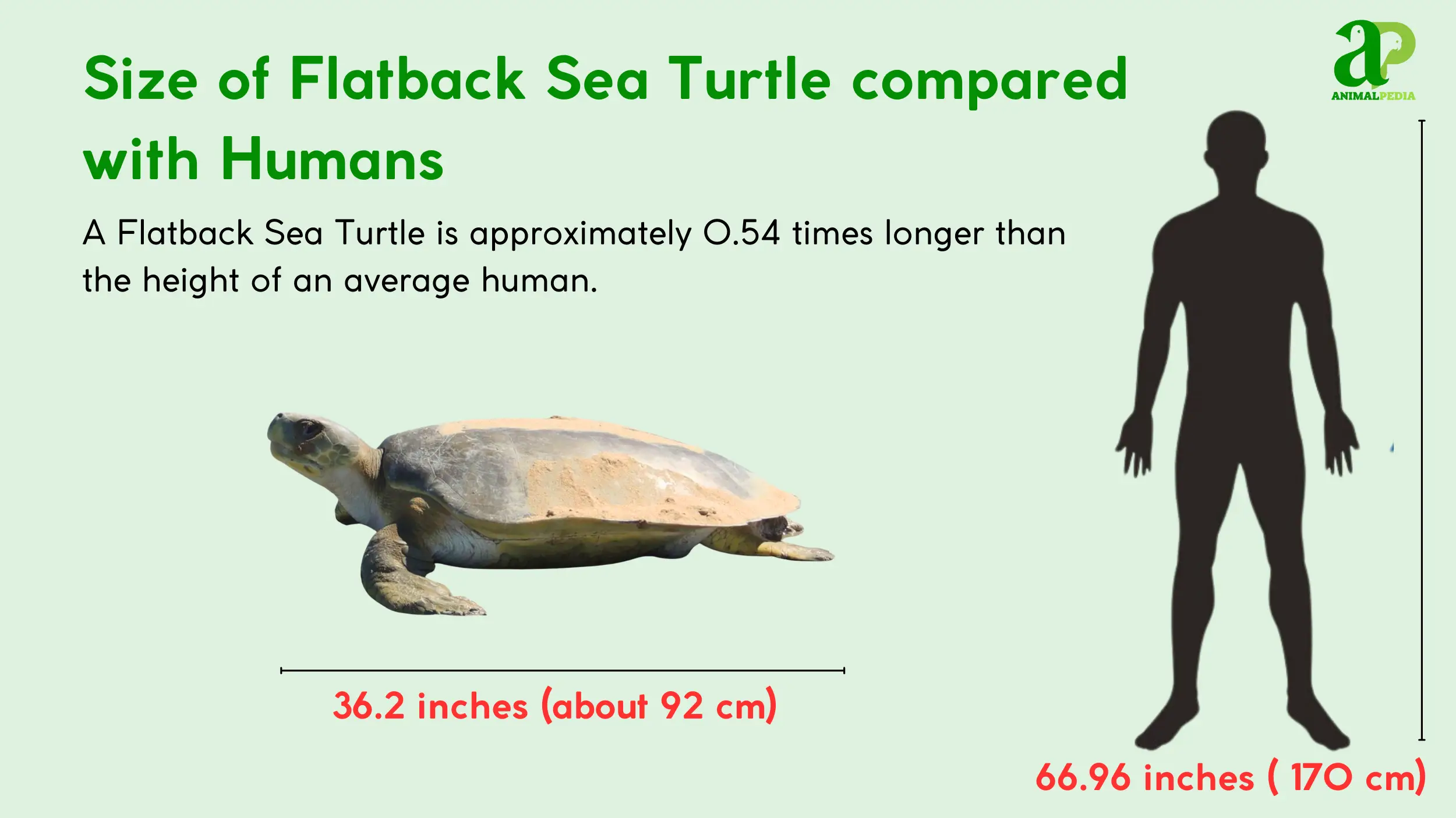 flatback sea turtle size measurement