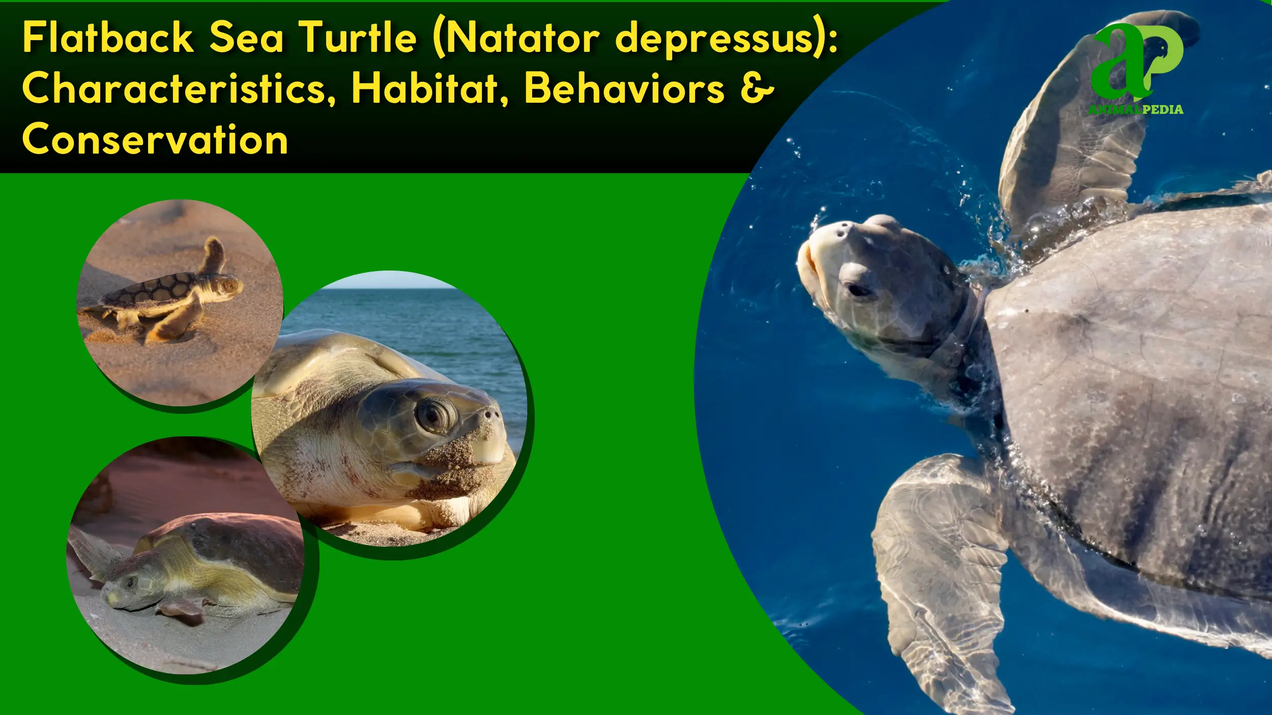 Flatback Sea Turtle (Natator depressus): Characteristics, Habitat, Behaviors and Conservation