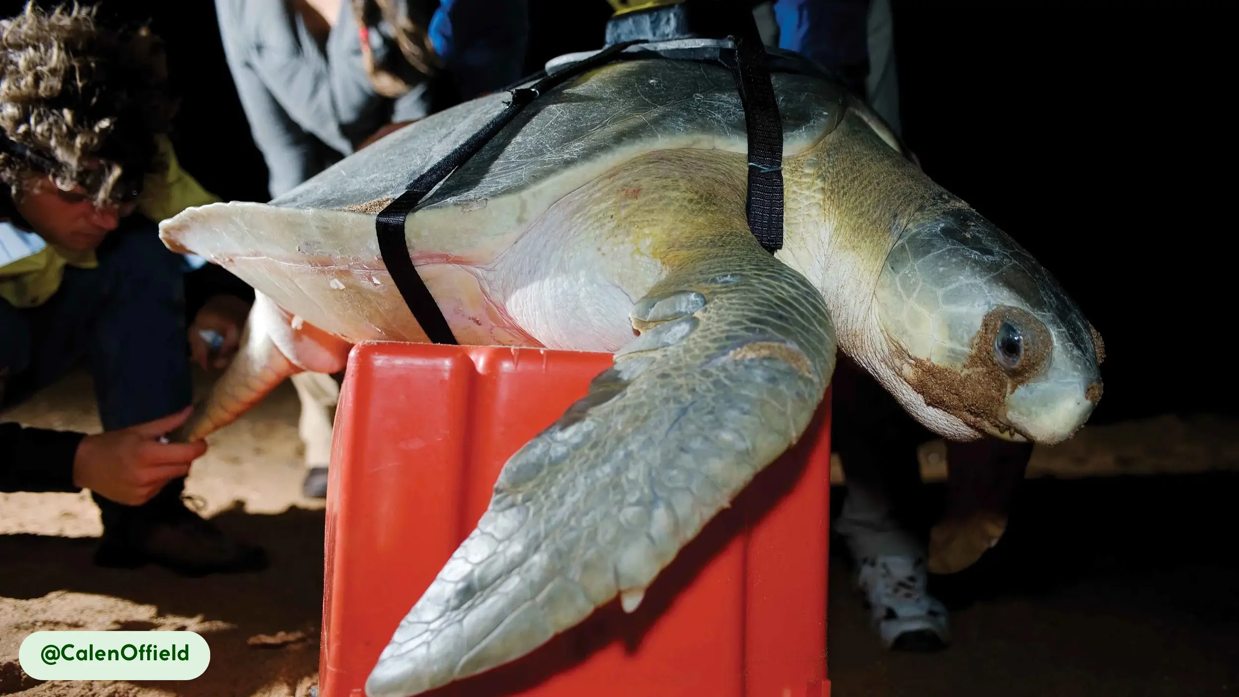 flatback sea turtles are beneficial humans