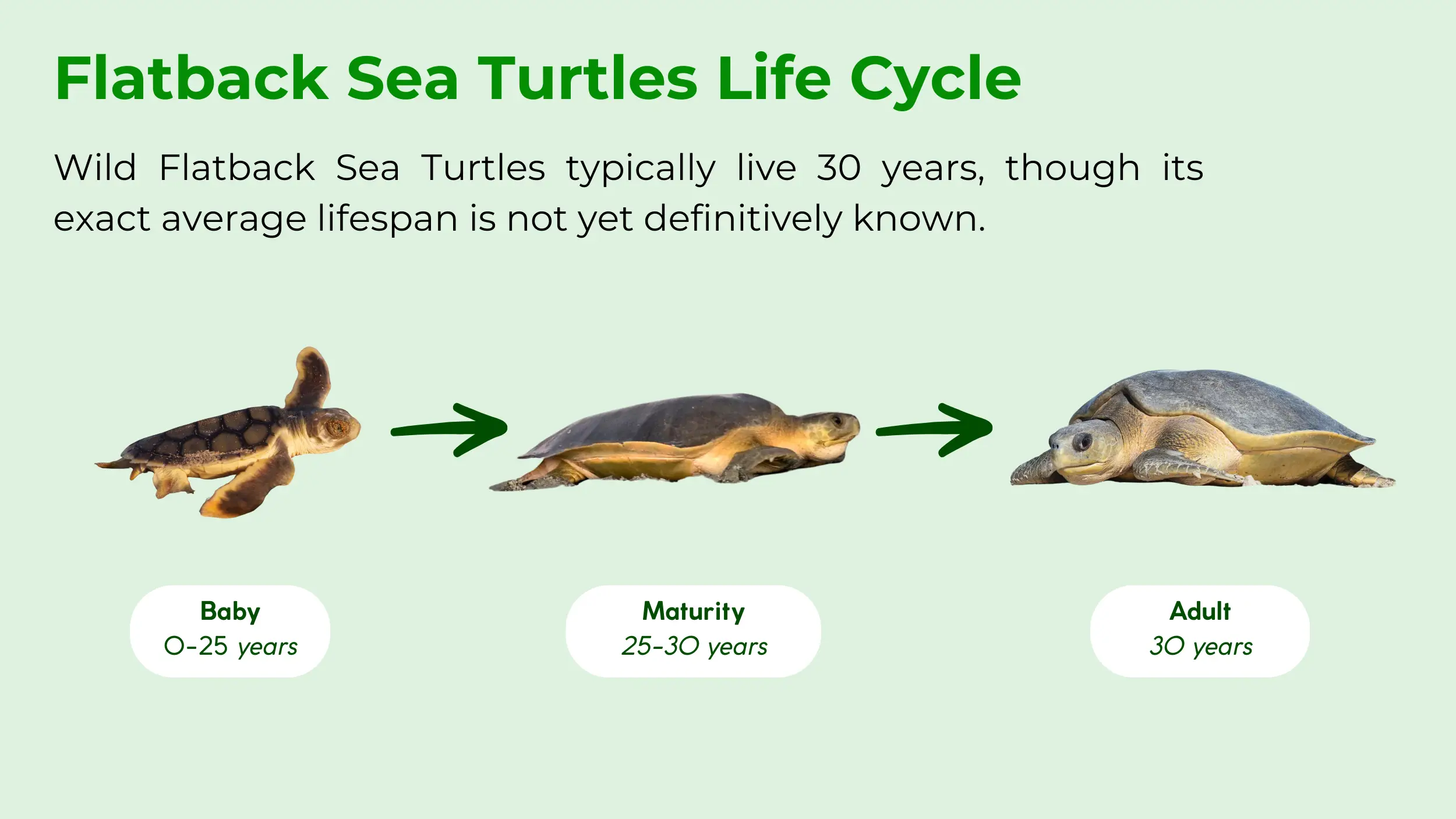 flatback sea turtles life cycle