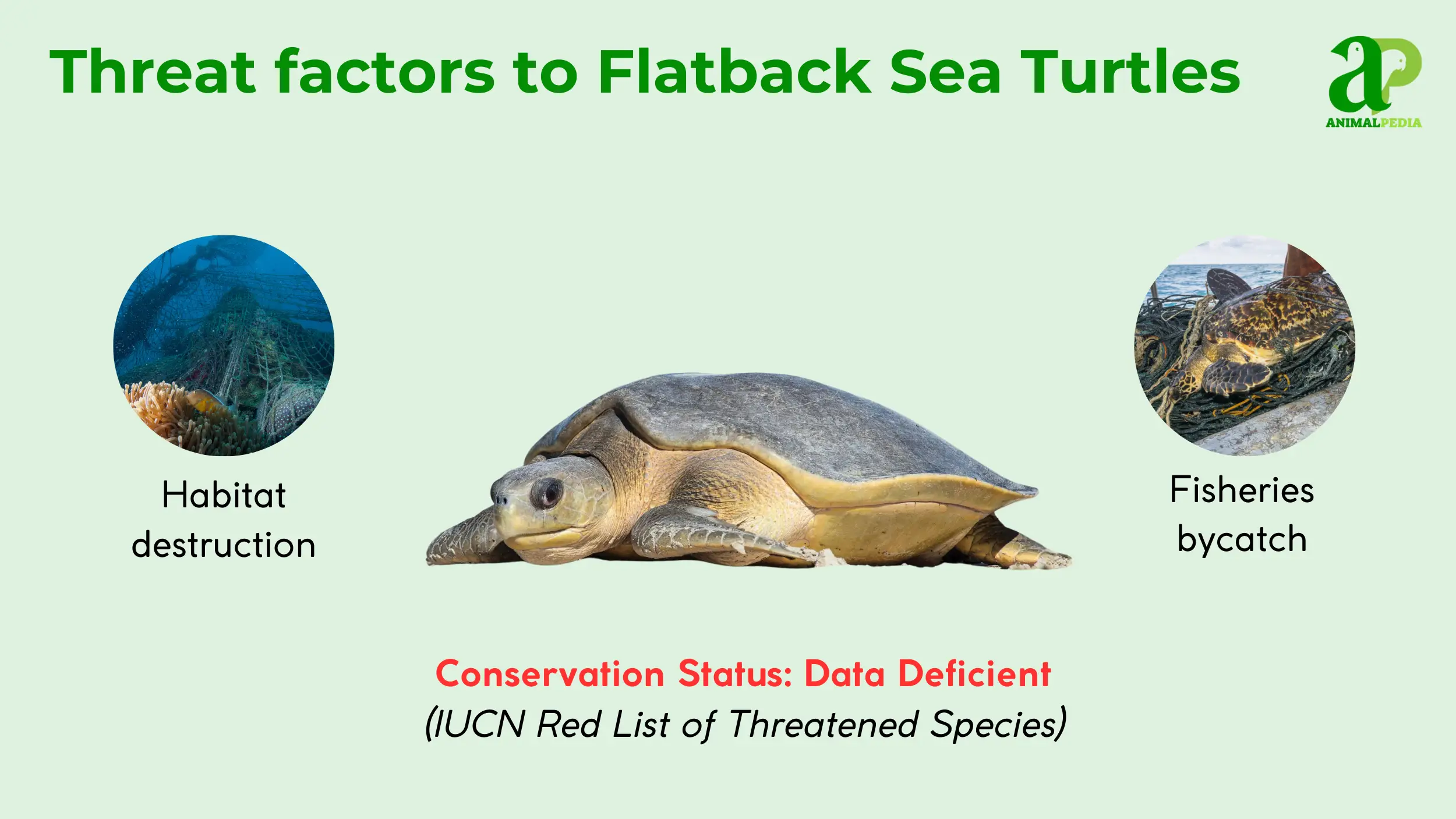 flatback sea turtles status conservation data deficient