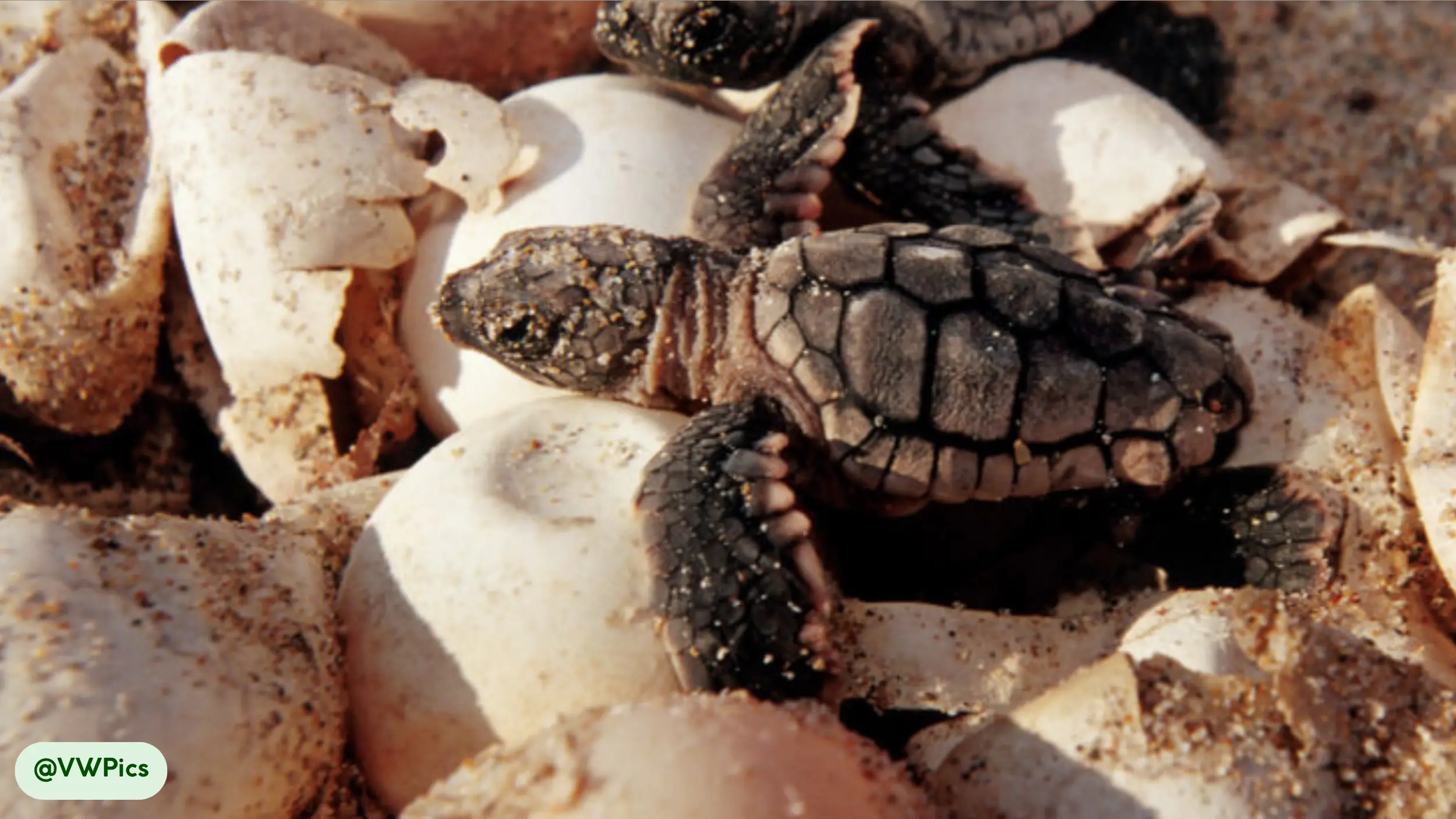 Flatback Sea Turtles soft eggs