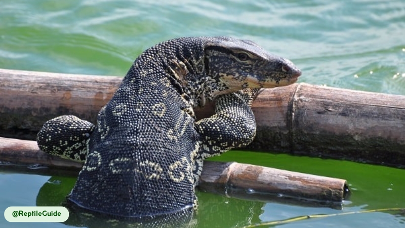 florida unexpected invader