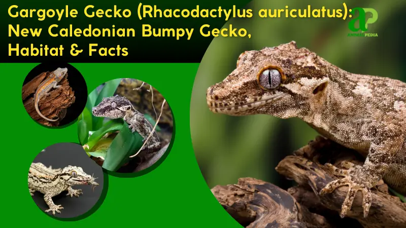 Gargoyle Gecko (Rhacodactylus auriculatus) | New Caledonian Bumpy Gecko, Habitat & Facts