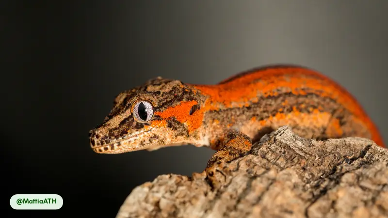 Gargoyle Geckos are a highly vocal species