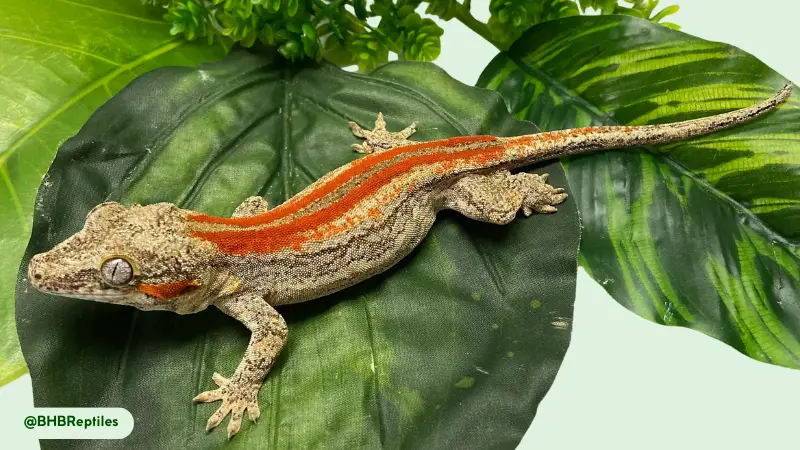 gargoyle geckos are benefit to human