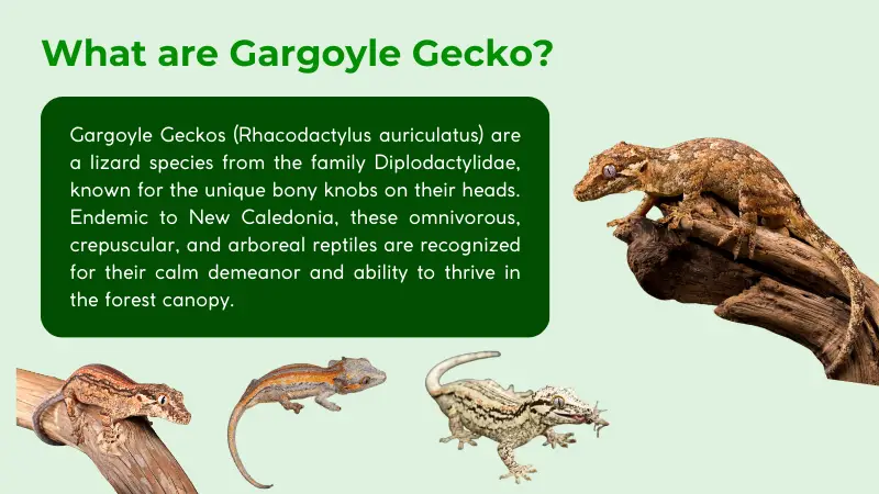 gargoyle geckos belong the family dipodactylidae