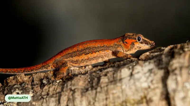 Gargoyle Geckos have exceptional color vision