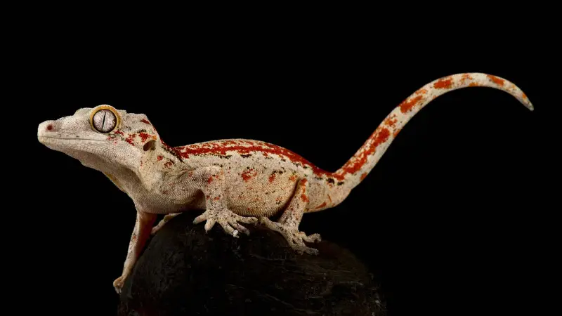 Gargoyle Geckos use non retractable claws for climbing