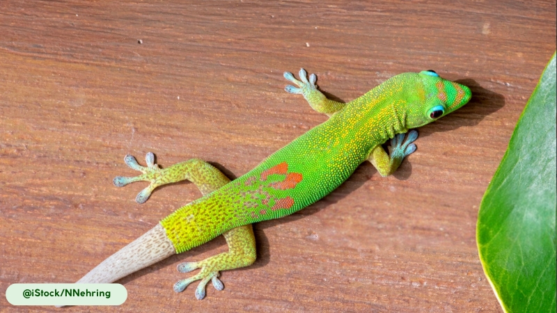 giant day gecko detaches its tail